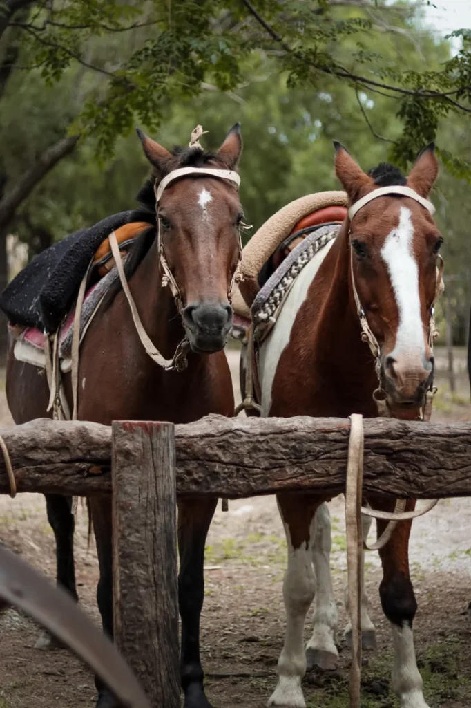 foto-estancia-del-pilar-289